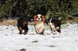 CAVALIER KING CHARLES 531